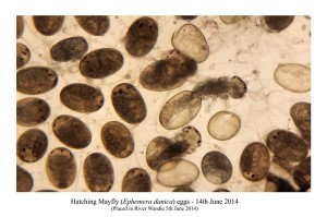 Wandle Mayfly Hatching Eggs