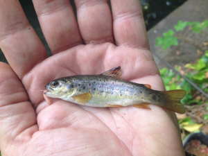 baby trout1