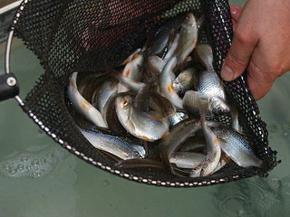 net of silver fish